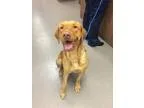 Adopt Hal a TanYellowFawn Labrador Retriever  Mixed dog in Cummi