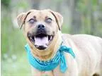 Adopt Stella a Boxer