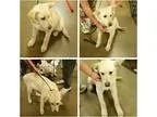 homer - Male Labrador Retriever Mix