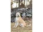 Adopt Bettie a TanYellowFawn Labrador Retriever  Husky  Mixed do