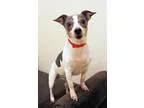 Adopt Pirveta a White - with Gray or Silver Rat Terrier  Mixed d