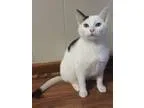 Adopt MOJO a American Shorthair