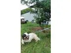 Adopt Ladybug a Shih Tzu