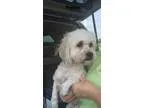 Adopt Bailey a White Bichon Frise  Mixed dog in LEXINGTON KY (15