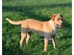 Adopt Atari a TanYellowFawn Labrador Retriever  Mixed dog in Aur
