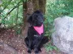 Adopt Raven (pending Adoption) a Belgian Shepherd Tervuren