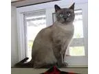 Adopt Harriet a Siamese  Mixed cat in Chilliwack BC (15551997)