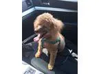 Adopt Gabby a RedGoldenOrangeCh estnut Poodle (Miniature)  Mixed
