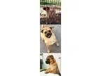 Adopt Beckham a Pug  Beagle  Mixed dog in Chantilly VA (15509298