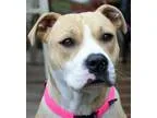 Adopt Agatha Christie a TanYellowFawn - with White Pit Bull Terr