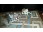 Adopt Scruffy a Labrador Retriever