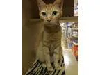 Adopt Lucinda a Domestic Short Hair