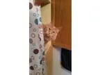Adopt CLIFF a Domestic Long Hair