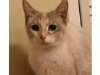 Adopt Pepper a Tortoiseshell Domestic Shorthair  Mixed (short co
