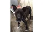 Adopt Mockingjay a Black - with White Pit Bull Terrier  Mixed do
