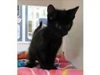 Adopt Charlie a Domestic Shorthair  Mixed cat in Topeka KS (1569