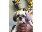 Adopt KELSIE a Shih Tzu