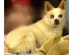 Adopt Audreena a Australian Shepherd  American Eskimo Dog  Mixed