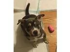 Adopt Chyna a Akita  Rottweiler  Mixed dog in Denver CO (1574092