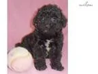 Rose Female Bich Poo puppy for Sale in Ohio