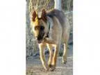 Adopt Sheppy a German Shepherd Dog