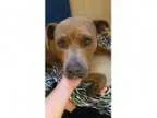 Adopt Angel a Pit Bull Terrier Mastiff
