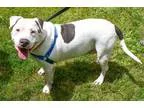 Adopt Osa a White Staffordshire Bull Terrier  Mixed dog in Salem