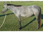 Section B Welsh Mare