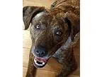 Adopt Mollie a Hound (Unknown Type)  Mixed dog in Durham NC (153