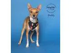 Adopt Buddy a TanYellowFawn - with White Basenji  Terrier (Unkno