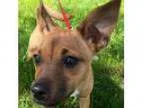 Adopt Lillie a Cairn Terrier Jack Russell Terrier