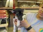 Adopt Max a Toy Fox Terrier