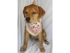 Adopt Louise a RedGoldenOrangeCh estnut - with White Golden Retr