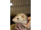 Adopt Bobby a Ferret