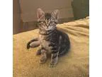 Adopt Garnet a Domestic Mediumhair  Mixed (medium coat) cat in H