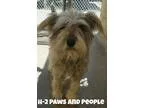 Adopt Truffle a GrayBlueSilverSal t and Pepper Schnauzer (Miniat