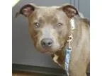 Adopt Cindy Lu a American Pit Bull Terrier  Catahoula Leopard Do