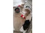 Cute teacup yorkshire terrier