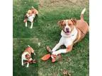 Adopt Murphy a RedGoldenOrangeCh estnut - with White Retriever (