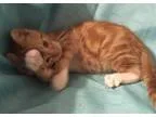 Adopt Barney a Orange or Red (Mostly) Domestic Shorthair  Mixed 