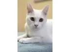 Adopt Sebastian a White Turkish Van  Mixed (short coat) cat in M