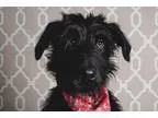 Adopt Plymouth a Black Labradoodle  Mixed dog in Chicago IL (157