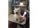 Adopt Maggie a West Highland White Terrier Westie