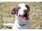 Adopt Ziggi a Pointer Retriever