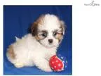 Spice Male Mal Shi puppy for Sale in Ohio