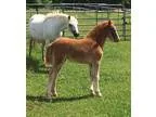 Section B Welsh Filly