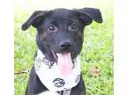 Adopt Len a Mountain Dog Shepherd