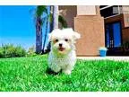 PERFECT - ACA Maltese Female Puppy 4 Sale