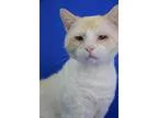 Adopt Bandit a Siamese