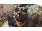 Adopt Demi a Tortoiseshell Domestic Shorthair  Mixed (short coat